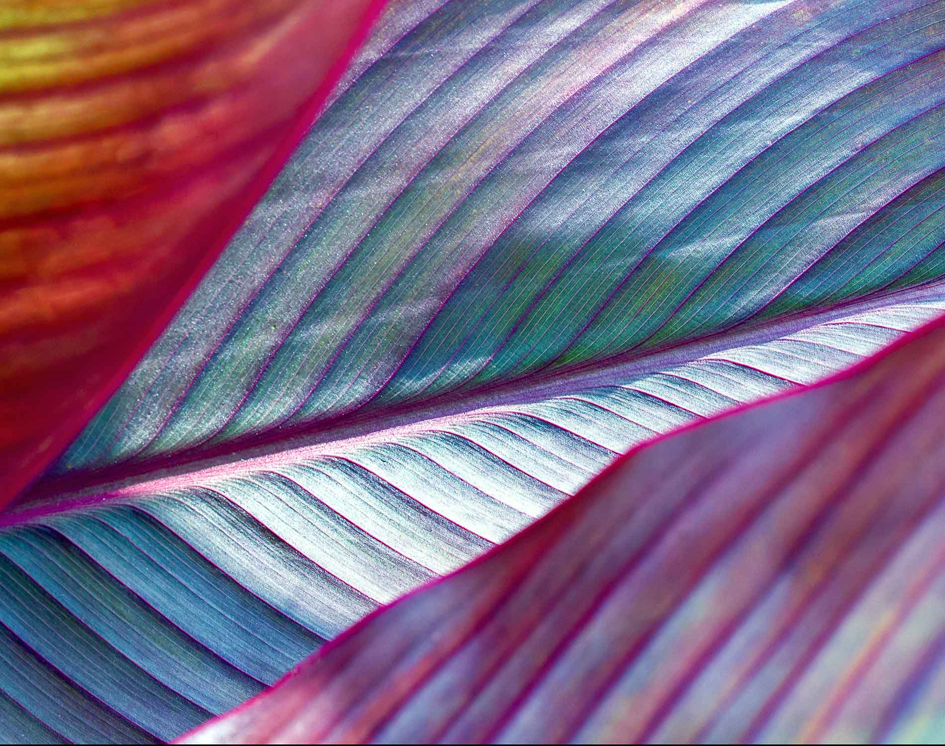 /-/media/images/website/background-images/other/textures/palm-leaf.ashx